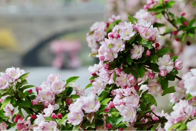 花开进度99%！北京四月的顶流是海棠花溪