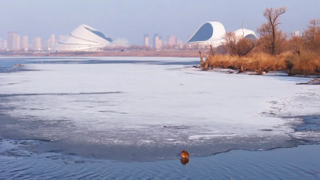 冰上洗脸超讲究!太阳岛外滩湿地“爱美”麝鼠圈粉无数 冰上洗脸超讲究!太阳岛外滩湿地“爱美”麝鼠圈粉无数