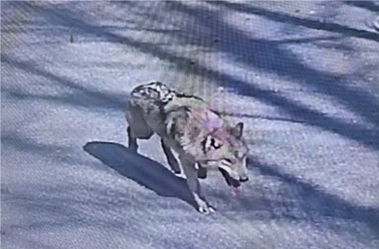 韩国动物园一匹体重约30公斤的雄性狼从地下挖洞并破坏围栏后逃跑 韩国动物园一匹体重约30公斤的雄性狼从地下挖洞并破坏围栏后逃跑