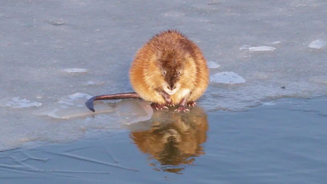 冰上洗脸超讲究!太阳岛外滩湿地“爱美”麝鼠圈粉无数 冰上洗脸超讲究!太阳岛外滩湿地“爱美”麝鼠圈粉无数