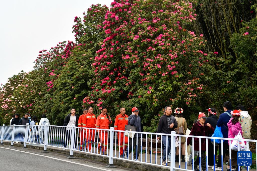 乌蒙深处的“护花使者”