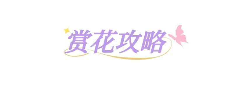 五万株丁香绽放！北京下个顶流已就位，地址就在——