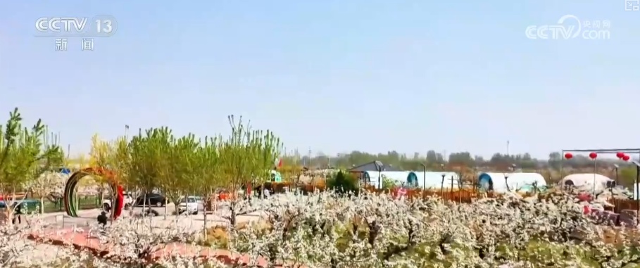 “赏花+”链接多元消费新场景 生态“颜值”成为乡村振兴“美丽引擎” “赏花+”链接多元消费新场景 生态“颜值”成为乡村振兴“美丽引擎”