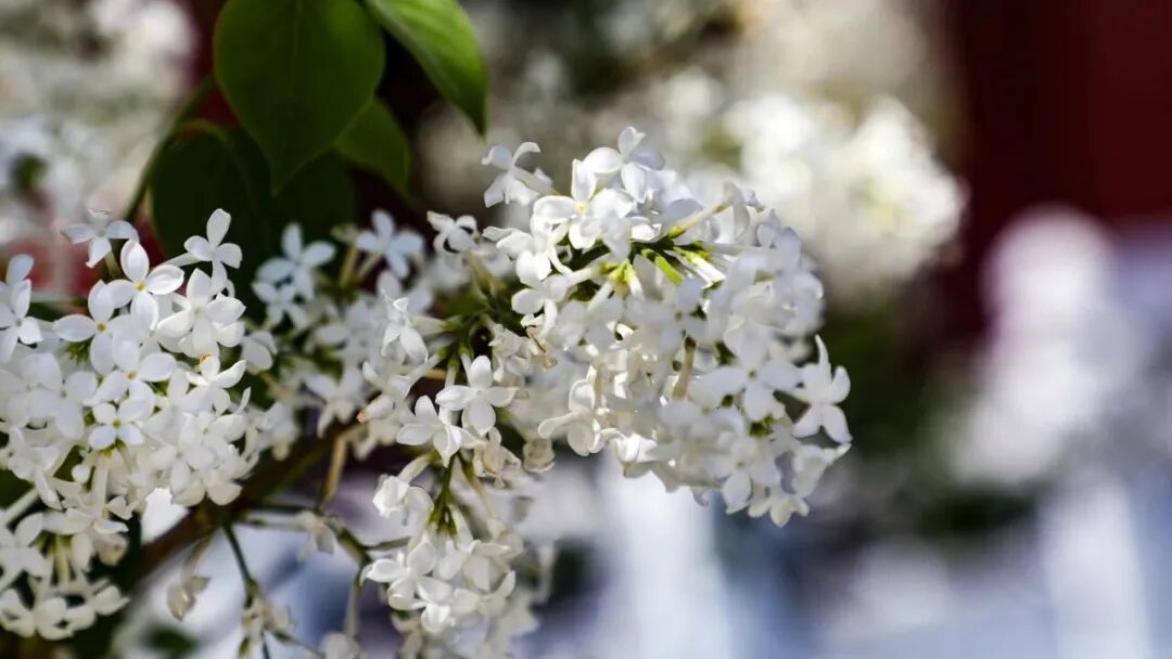 五万株丁香绽放！北京下个顶流已就位，地址就在——