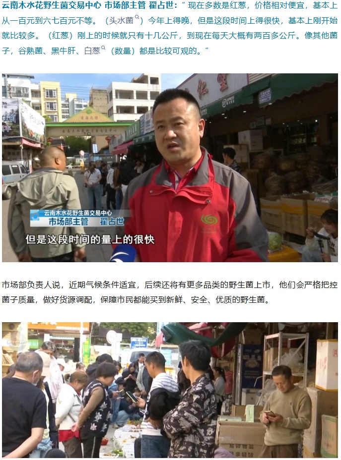 见手青、谷熟菌……陆续上市！价格→