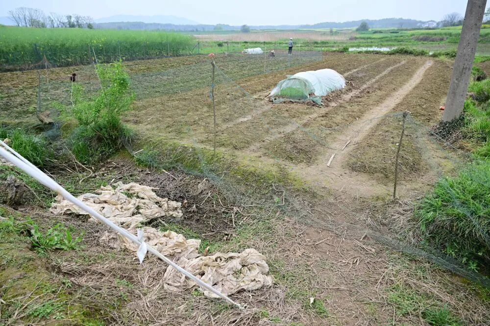 田间地头,为何变成“农资垃圾场”? 田间地头,为何变成“农资垃圾场”?