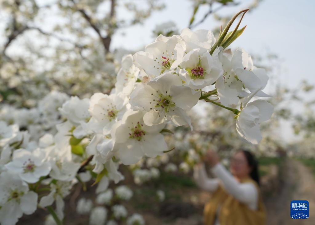 河北迁安：梨花绽放满园春
