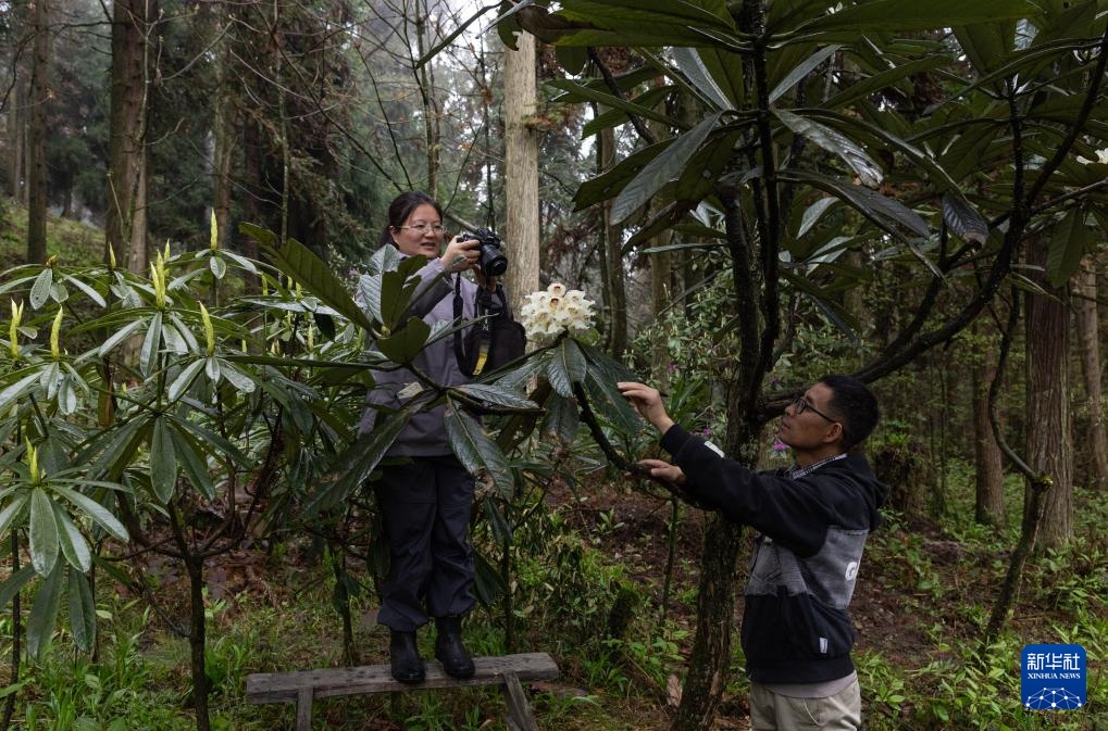 四川都江堰:人工培育29年的珍贵高山杜鹃首次开花 四川都江堰:人工培育29年的珍贵高山杜鹃首次开花