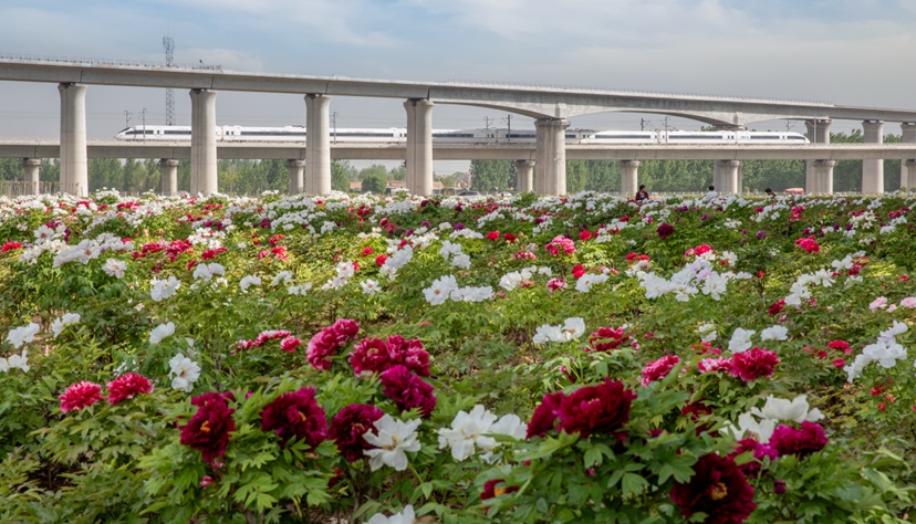 共赴“国色”之约 “牡丹号”赏花列车4月10日首发