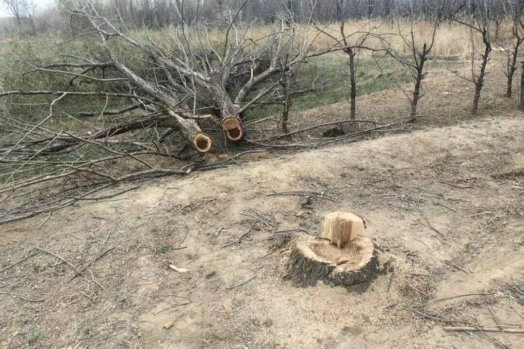 坟地偷树！天津警方：2人被抓！