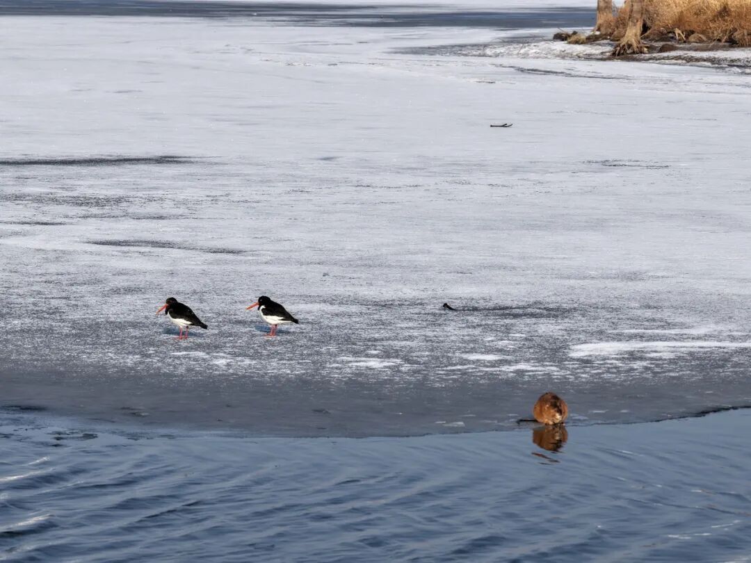 冰上洗脸超讲究!太阳岛外滩湿地“爱美”麝鼠圈粉无数 冰上洗脸超讲究!太阳岛外滩湿地“爱美”麝鼠圈粉无数