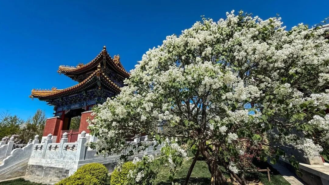 五万株丁香绽放！北京下个顶流已就位，地址就在——
