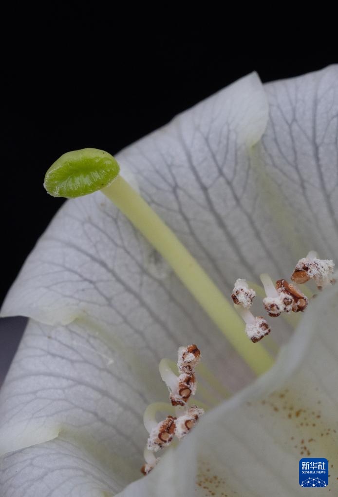 四川都江堰:人工培育29年的珍贵高山杜鹃首次开花 四川都江堰:人工培育29年的珍贵高山杜鹃首次开花