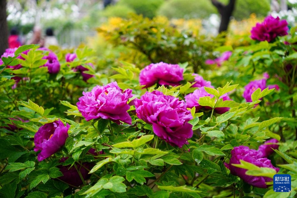 济南：牡丹盛开赏花热