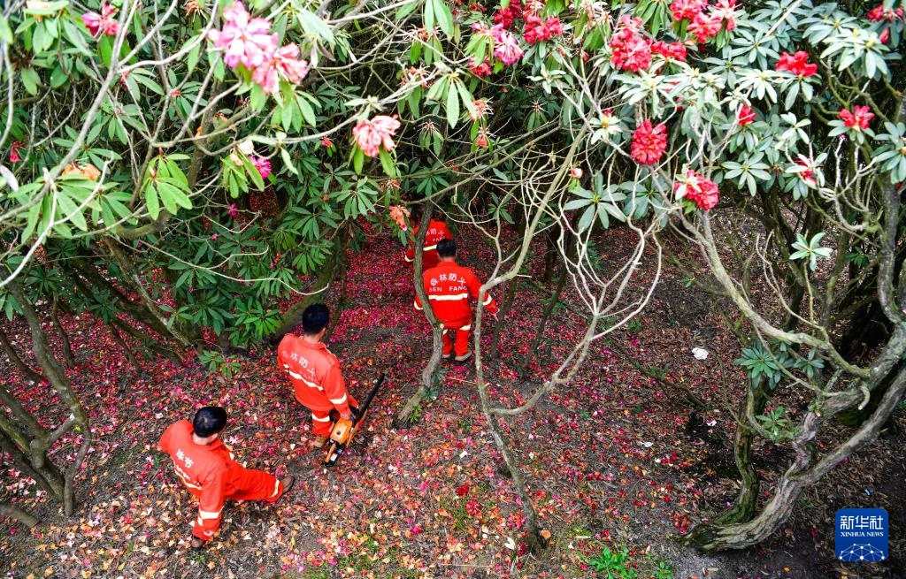 乌蒙深处的“护花使者”