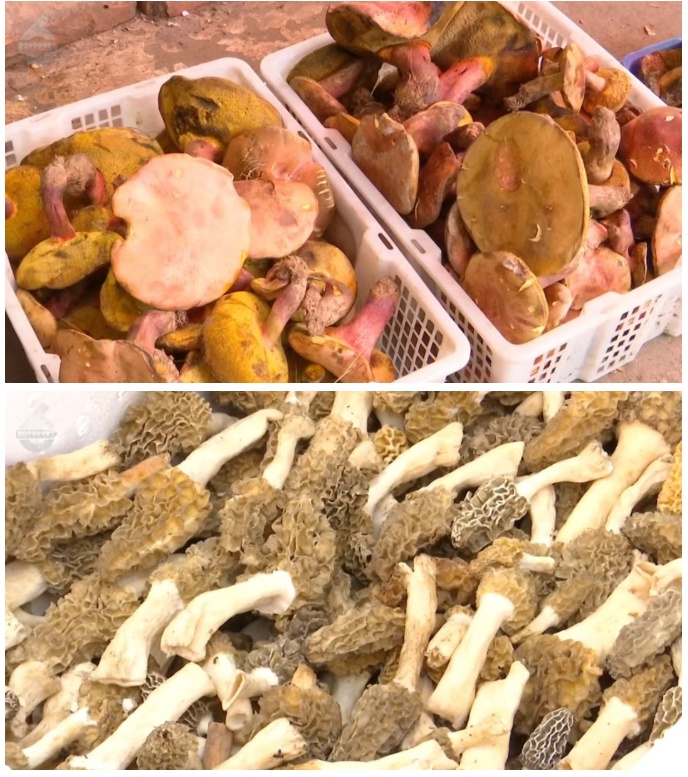 见手青、谷熟菌……陆续上市！价格→