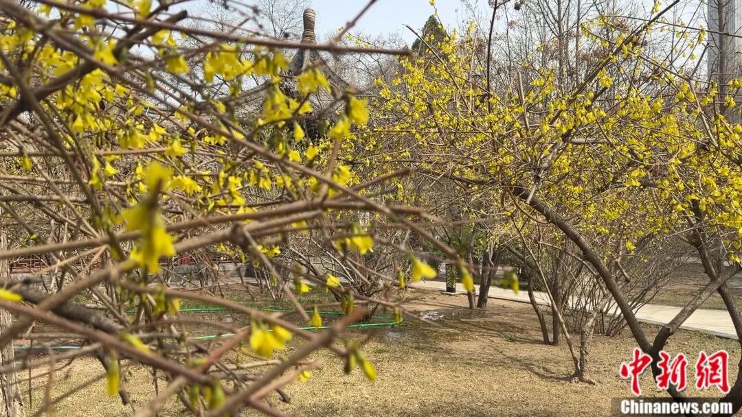 别再把喷嚏甩锅给桃花了！春天真正的“花粉刺客”是它……