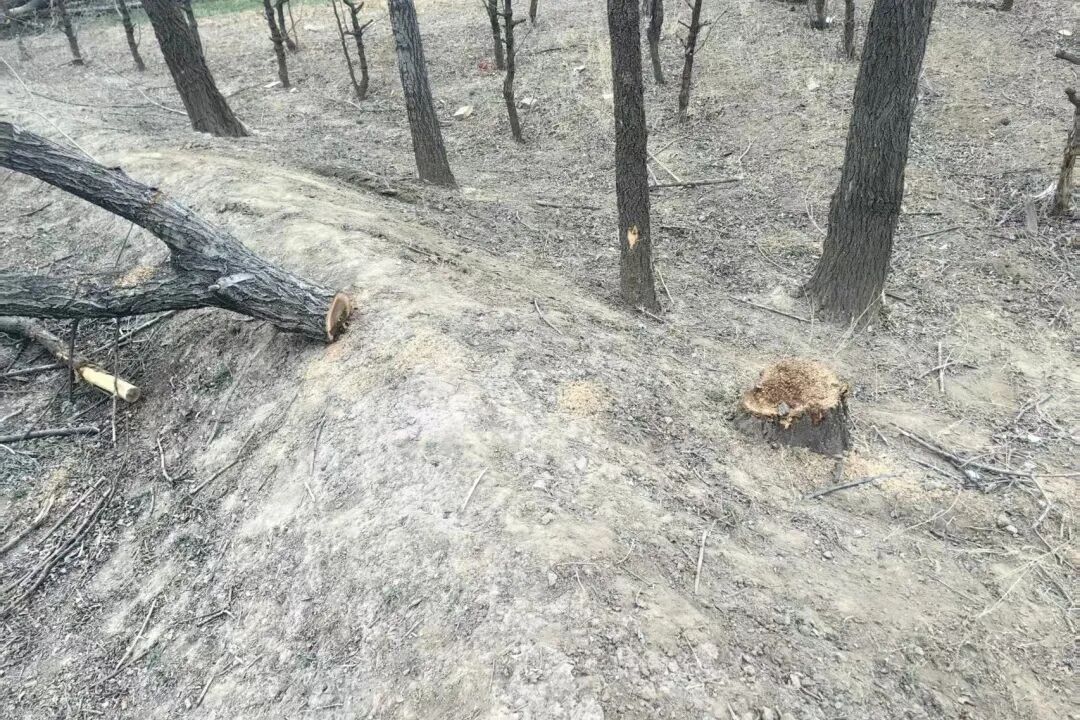 坟地偷树！天津警方：2人被抓！