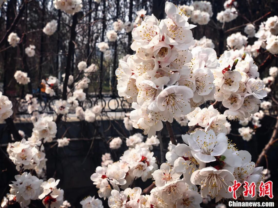 别再把喷嚏甩锅给桃花了！春天真正的“花粉刺客”是它……