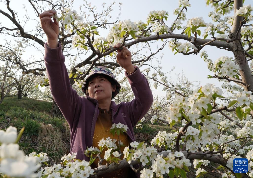 河北迁安：梨花绽放满园春