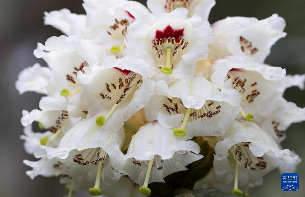 四川都江堰:人工培育29年的珍贵高山杜鹃首次开花 四川都江堰:人工培育29年的珍贵高山杜鹃首次开花