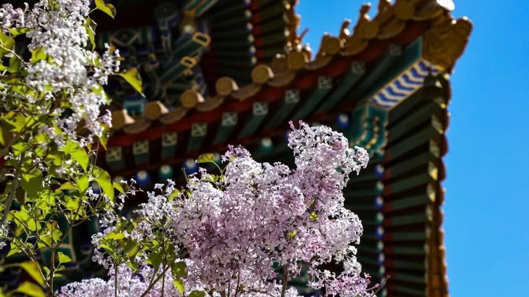五万株丁香绽放！北京下个顶流已就位，地址就在——