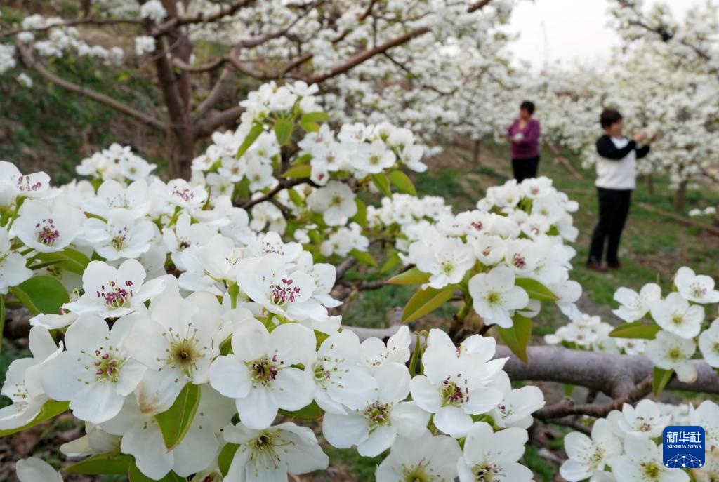 河北迁安：梨花绽放满园春