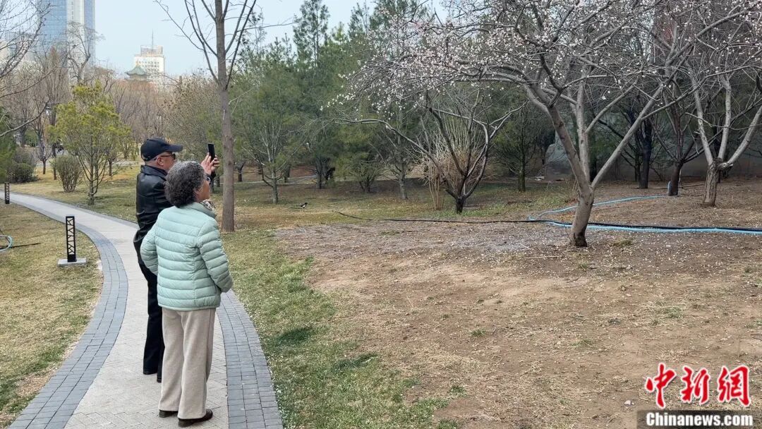 别再把喷嚏甩锅给桃花了！春天真正的“花粉刺客”是它……