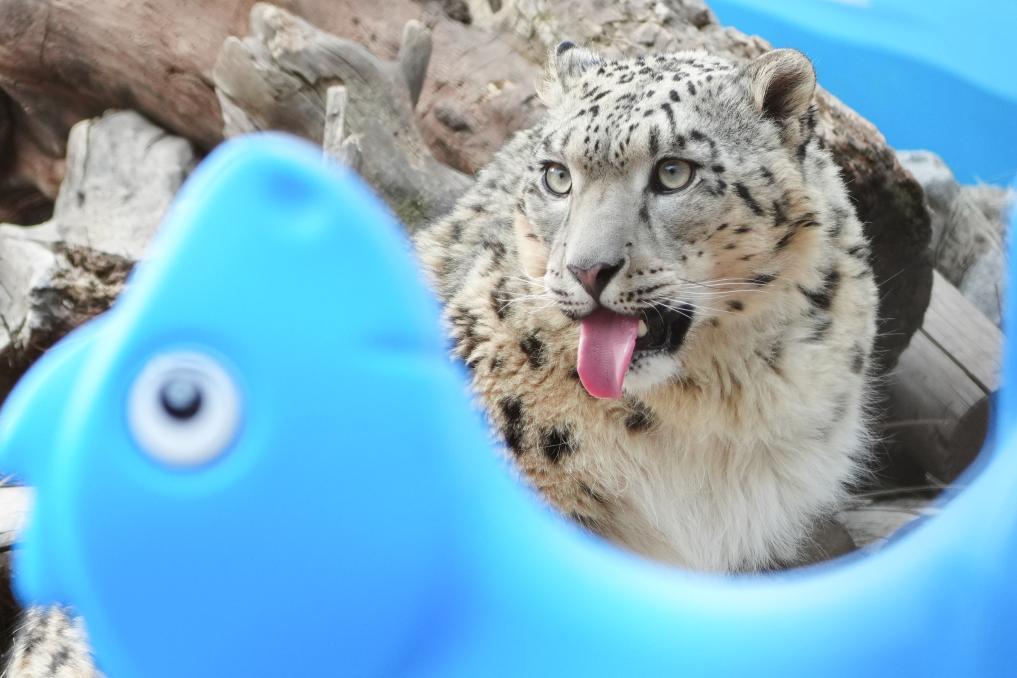 雪豹之都里的“雪豹”经济