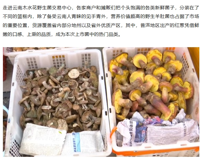 见手青、谷熟菌……陆续上市！价格→