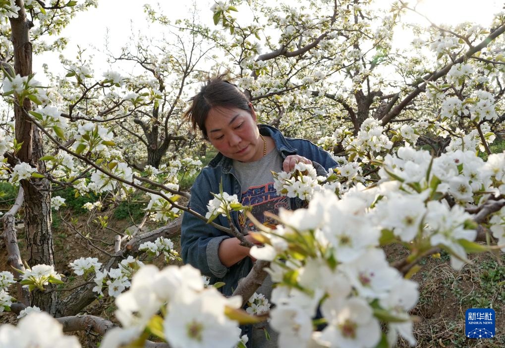 河北迁安：梨花绽放满园春