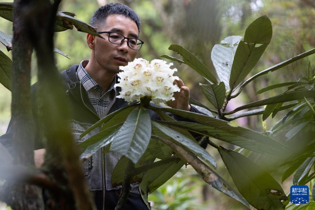 四川都江堰:人工培育29年的珍贵高山杜鹃首次开花 四川都江堰:人工培育29年的珍贵高山杜鹃首次开花