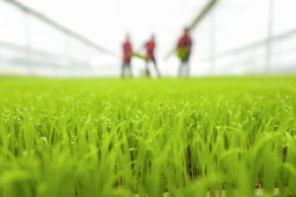 田间地头,为何变成“农资垃圾场”? 田间地头,为何变成“农资垃圾场”?