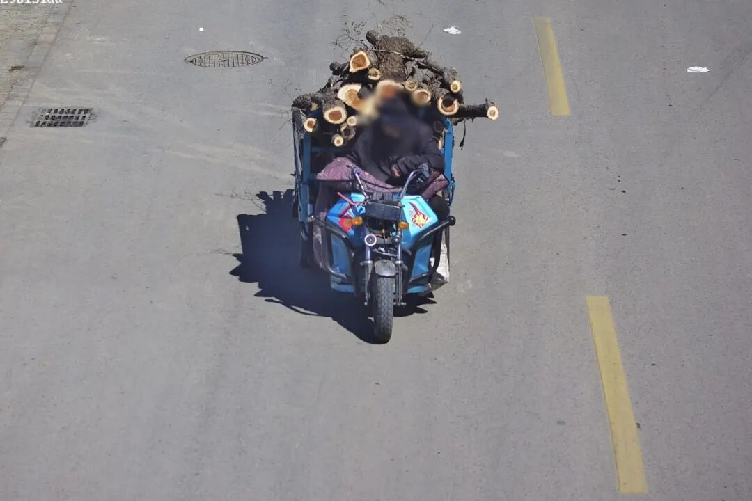 坟地偷树！天津警方：2人被抓！