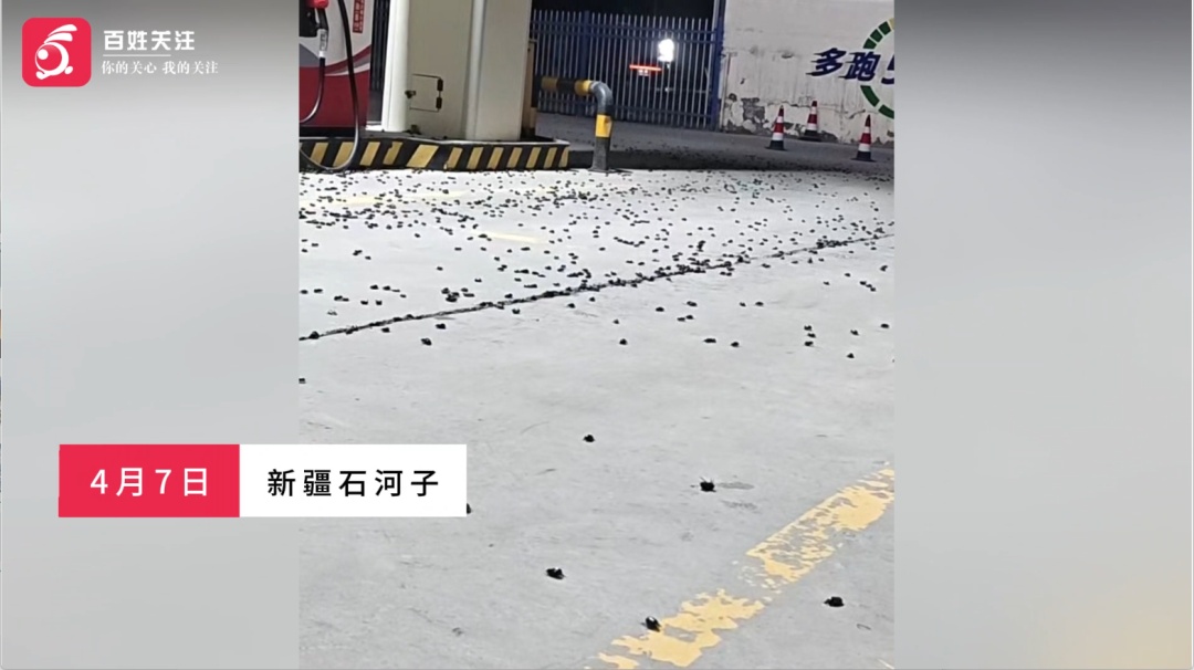 新疆一加油站遭遇“甲虫潮”,密密麻麻宛如“下冰雹”!当地农业部门回应来了→ 新疆一加油站遭遇“甲虫潮”,密密麻麻宛如“下冰雹”!当地农业部门回应来了→