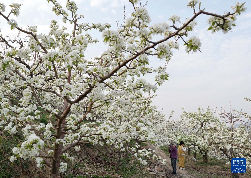 河北迁安：梨花绽放满园春