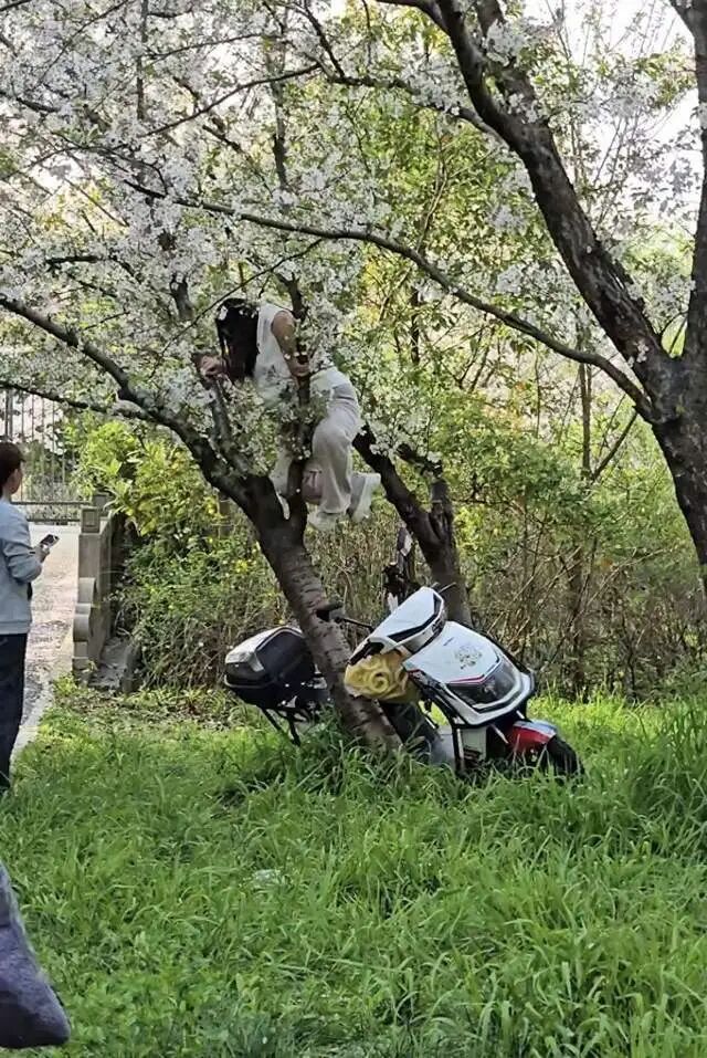 上海公园内压倒樱花树的女子已找到，其承认错误，表示愿意赔偿