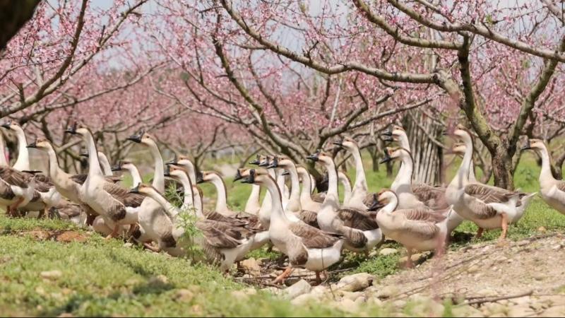 江西广昌:桃香满庭院 “方寸地”变身“聚宝盆” 江西广昌:桃香满庭院 “方寸地”变身“聚宝盆”