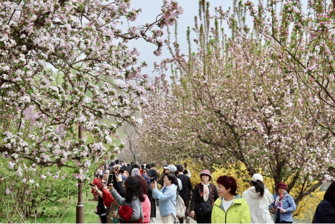 花开进度99%！北京四月的顶流是海棠花溪