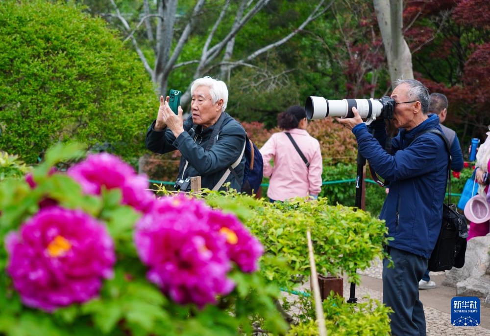 济南：牡丹盛开赏花热