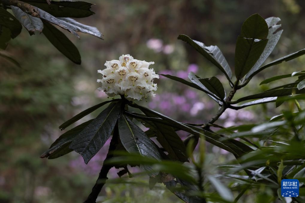 四川都江堰:人工培育29年的珍贵高山杜鹃首次开花 四川都江堰:人工培育29年的珍贵高山杜鹃首次开花