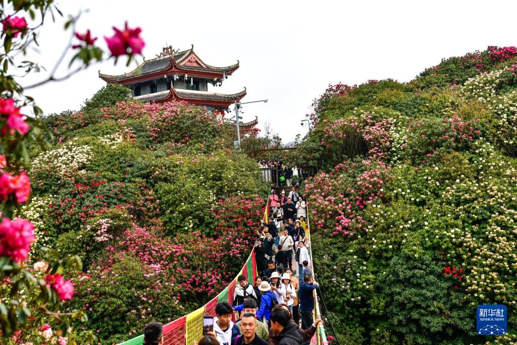 乌蒙深处的“护花使者”