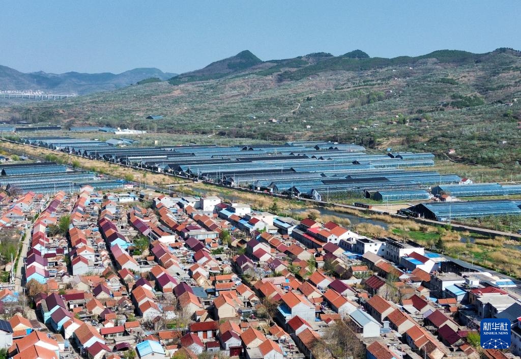 山东沂源:大棚樱桃采摘忙 山东沂源:大棚樱桃采摘忙