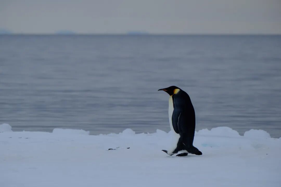 南极海冰消融，帝企鹅等“濒危”
