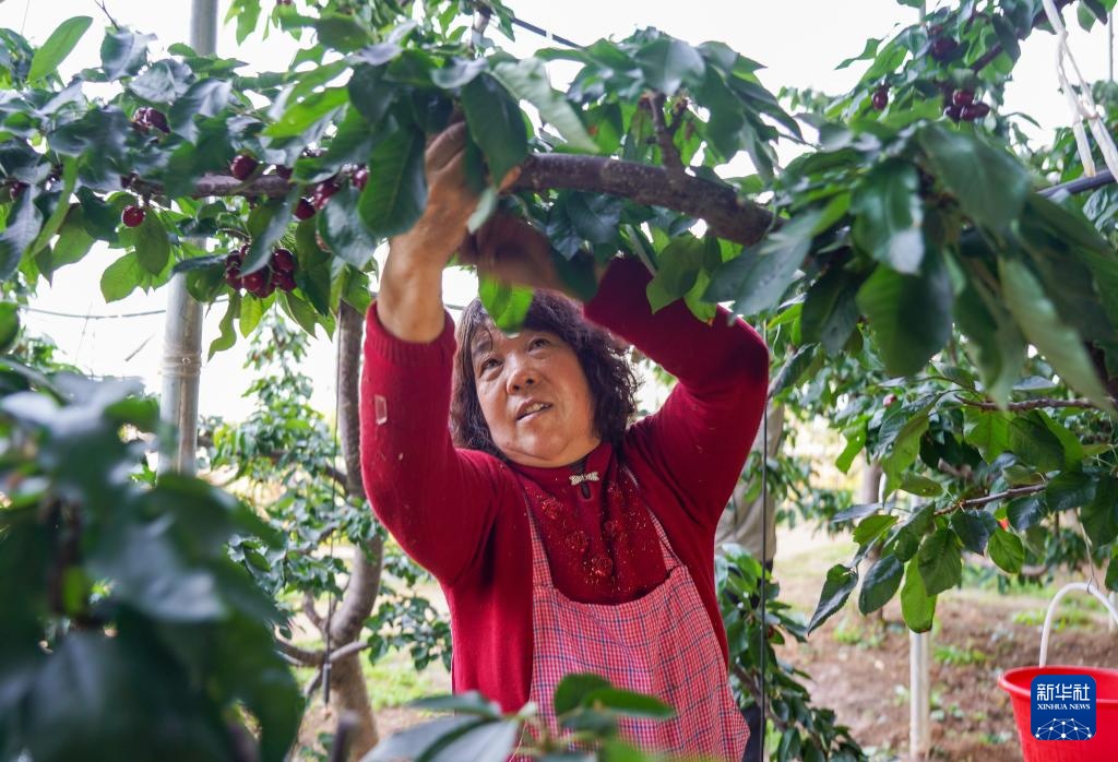 山东沂源:大棚樱桃采摘忙 山东沂源:大棚樱桃采摘忙