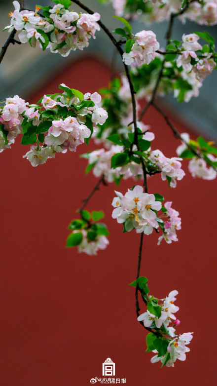 故宫雨中海棠壁纸