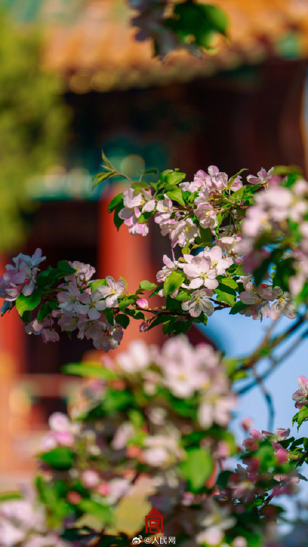 故宫海棠春日大片上新了