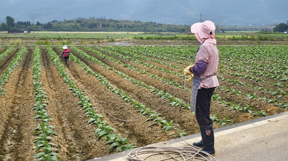 从“巴掌田”到“连片田” 湖南江华高标准农田赋能春耕生产