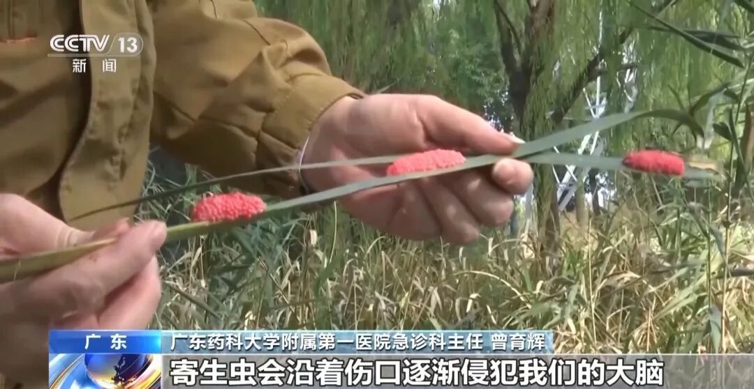 别碰！别吃！江苏已出现