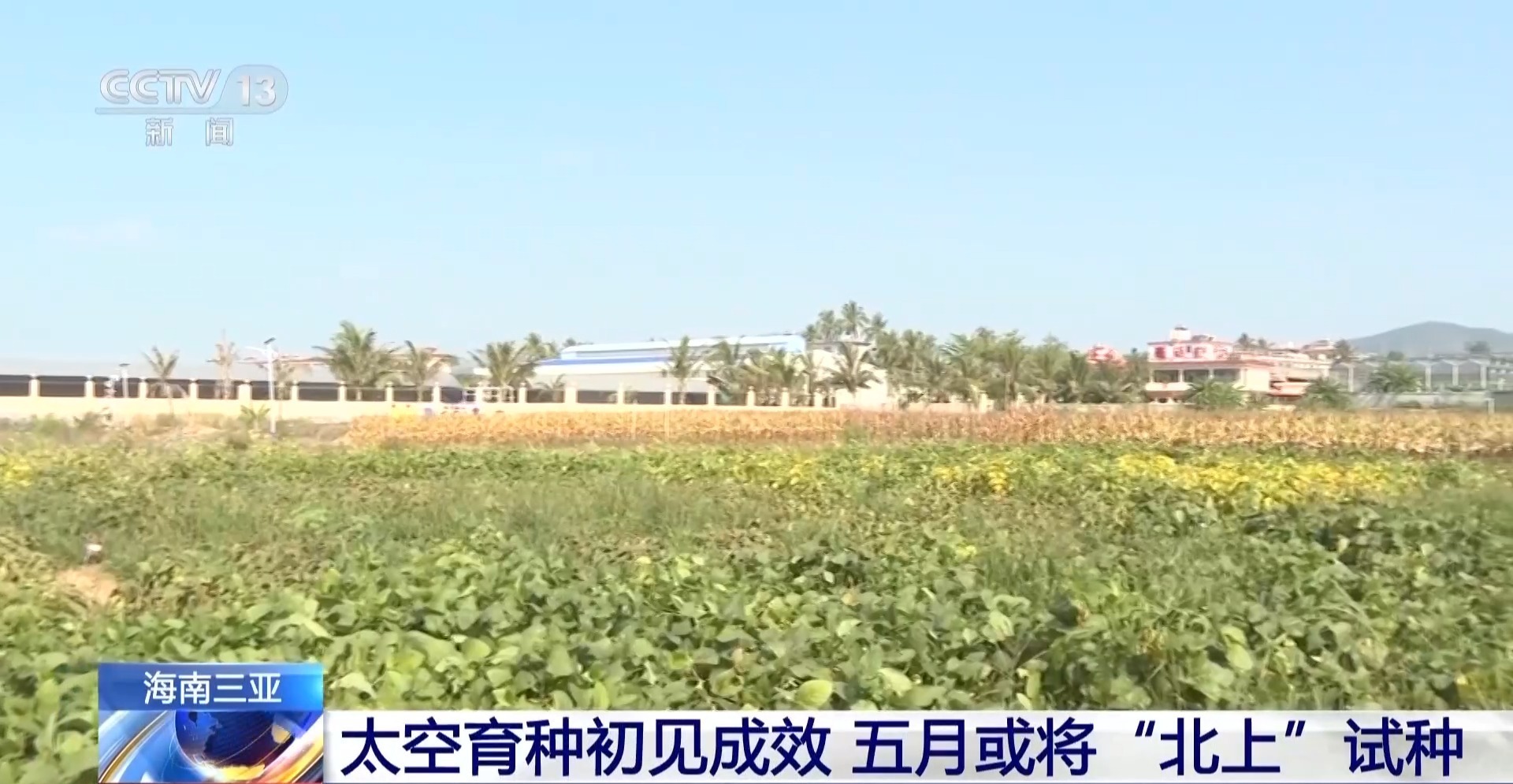 “太空种子”5月或将“北上”试种